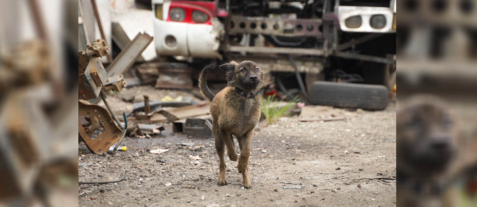 Sancionan a dueño que mantenía a su perrito amarrado en un taller
