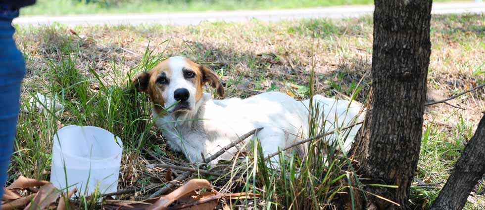 Rescatan a perrita que fue arrollada en Santo Tomás