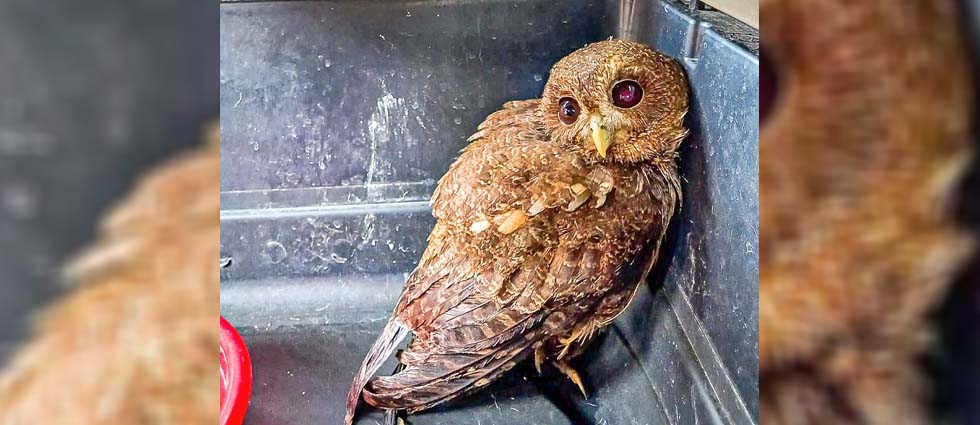 Rescatan a búho lesionado en Antiguo Cuscatlán