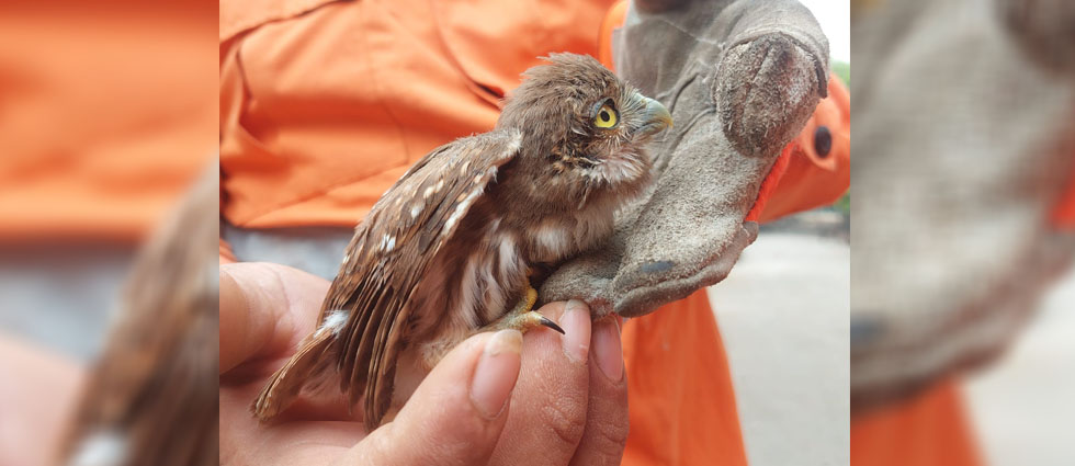 Rescatan a ave bebé que estaba a la intemperie