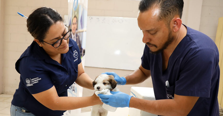 Más de 100 perros son vacunados y desparasitados en San José Villanueva 