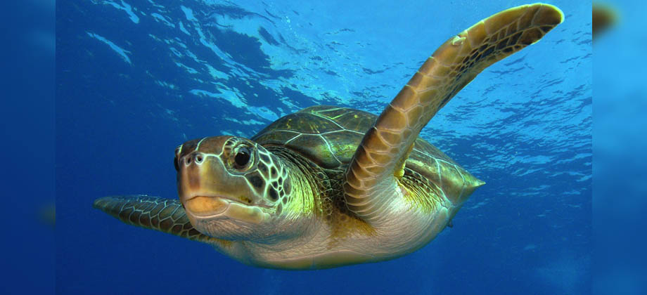 Este martes se celebra Día Mundial de la tortuga