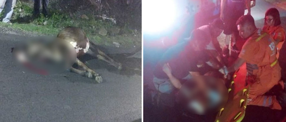 Motociclista casi pierde la vida al chocar contra un ternero