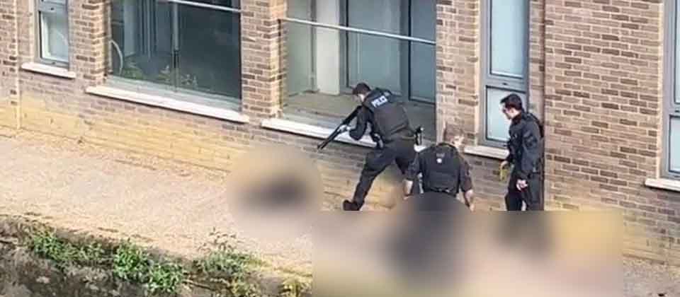 Indignación en redes sociales por atacar a tiros a 2 perros en Londres