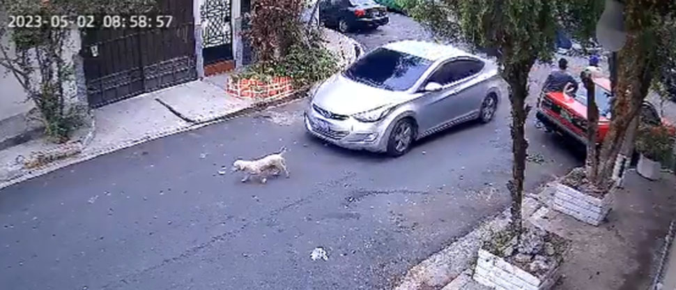 VIDEO: Conductor huye luego de atropellar a un perrito en San Jacinto