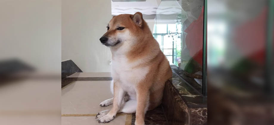 Viralizan a perrito que está mal de salud