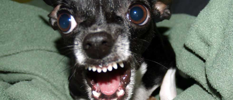 Perros chihuahua son más agresivos que los pitbull, según estudio