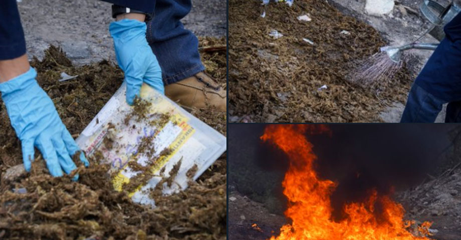 FGR destruye droga incautada en 24 casos diferentes  
