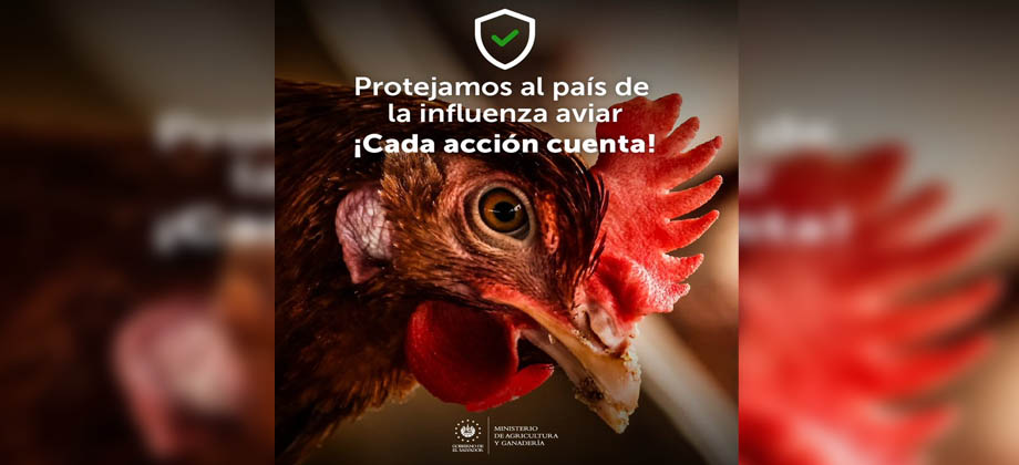 El Salvador continua libre de contagios por gripe aviar
