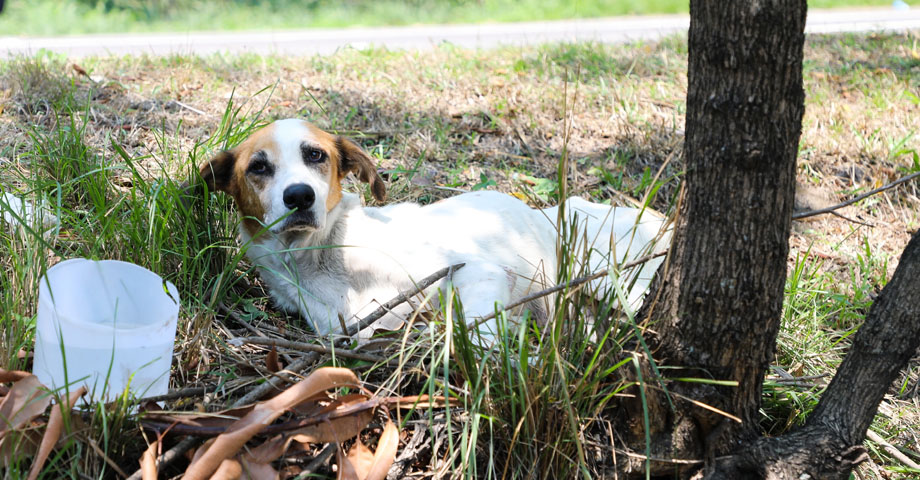 IBA auxilia a una perrita que fue atropellada en carretera a Santo Tomás 