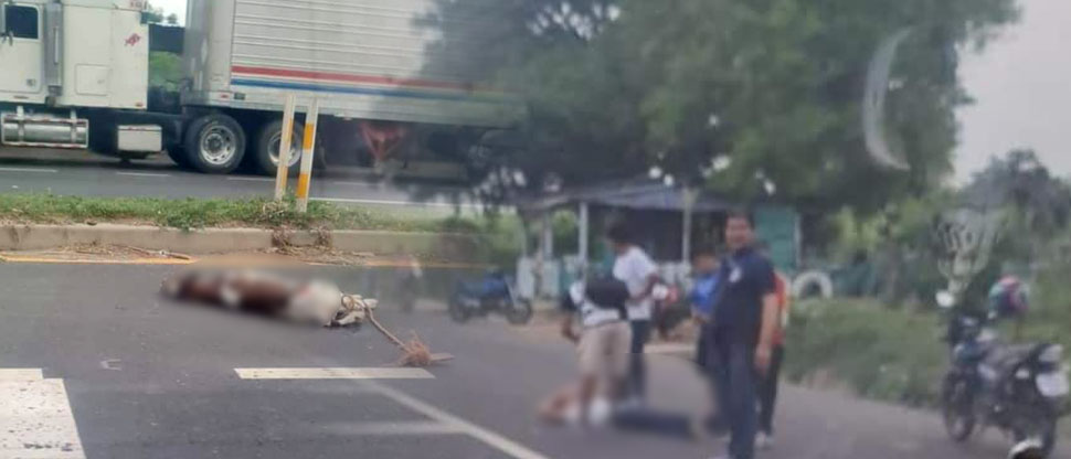 Motociclista termina en el hospital tras chocar contra una vaca en Sonsonate
