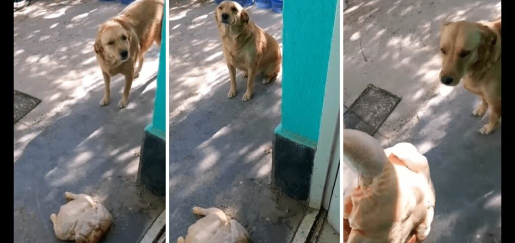 Perrito se hace viral tras robar un pollo para llevárselo a su dueña (VIDEO)