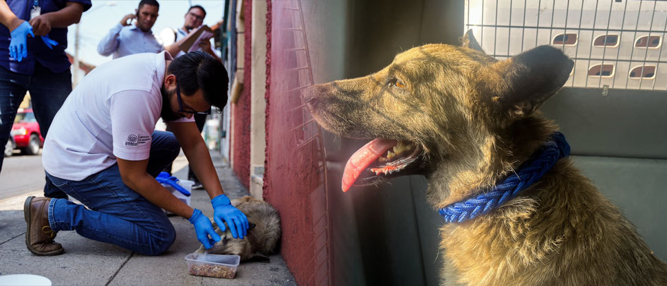 Brindan asistencia veterinaria a un perro abandonado en Santa Ana