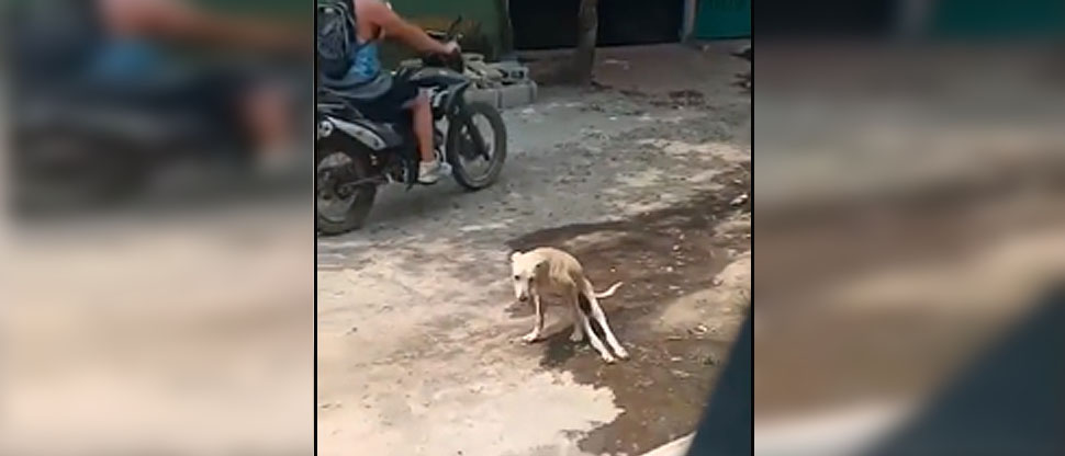 VIDEO: Rescatan a Terry, perrito que estuvo en riesgo de ser atropellado en Santa Ana