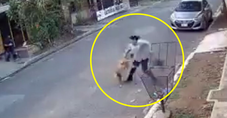 Perro agresivo se les escapa a sus dueños y ataca a una mujer en San Miguel 