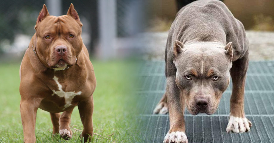 VIDEO | Pitbulls matan y se comen a un perro de raza más pequeña