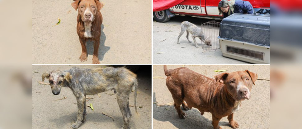 Rescatan a dos caninos que su propietaria los mantenía en malas condiciones de salud