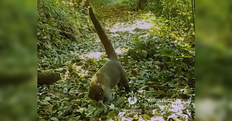 Cámaras Trampa del MARN captan un pezote en área natural protegida 