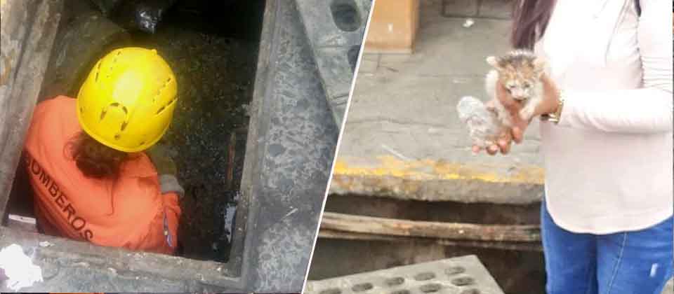 Bomberos rescatan a un gatito que estaba atrapado en un tragante