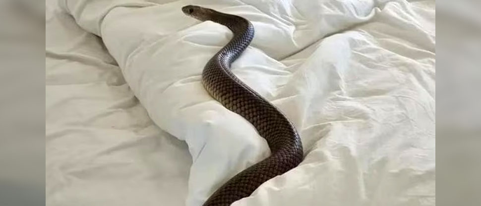 ¡Insólito! Mujer encuentra serpiente venenosa durmiendo en su cama