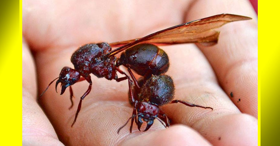 VIDEO | Comienzan a salir los primeros sompopos de mayo