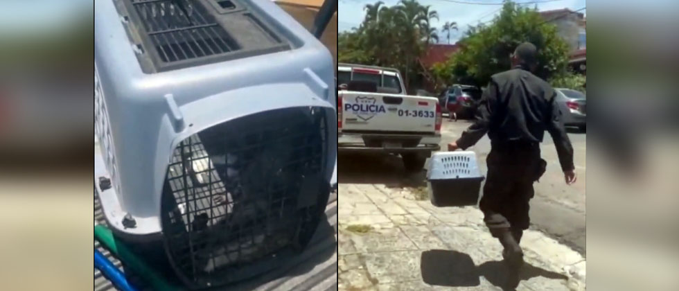 Agentes rescatan a tacuazín hembra que fue atropellada en San Salvador 