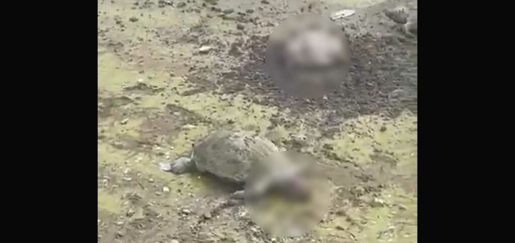 Denuncian a pescadores que matan tortugas en lago Suchitlán