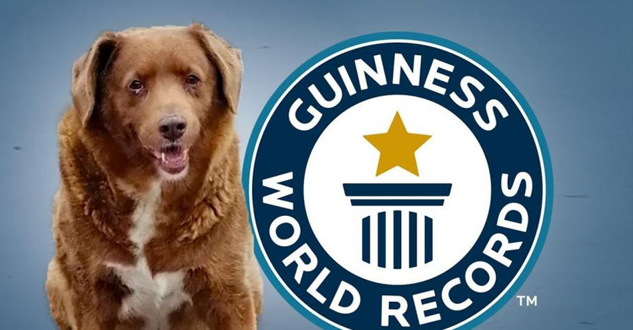 Así es Bobi, el perro más longevo del mundo que ha roto el récord Guinness a los 31 años