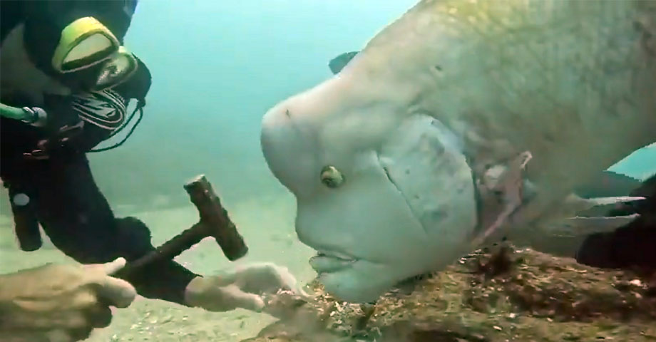 Se viraliza video de un pez Semicosyphus Reticulatus mientras espera a ser alimentado