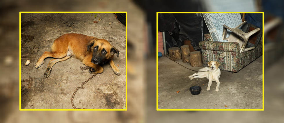Rescatan a perritos que estaban en condiciones deplorables en una llantería de Ilopango