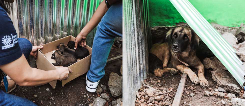 Auxilian a perrita que dio a luz en plena calle