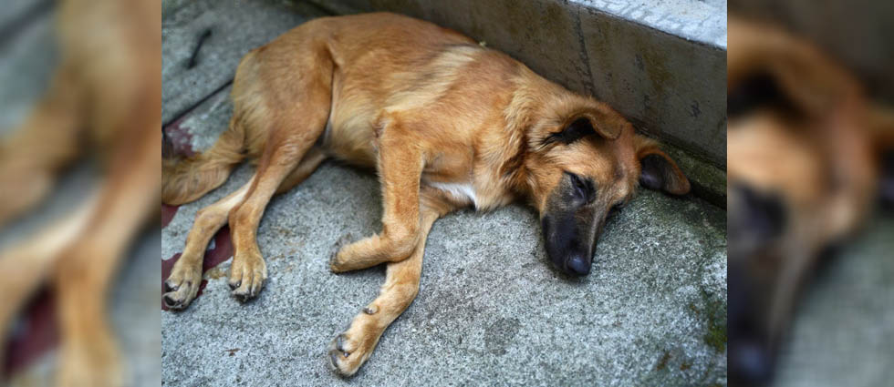 Auxilian a perrita lastimada que fue abandonada en San Salvador