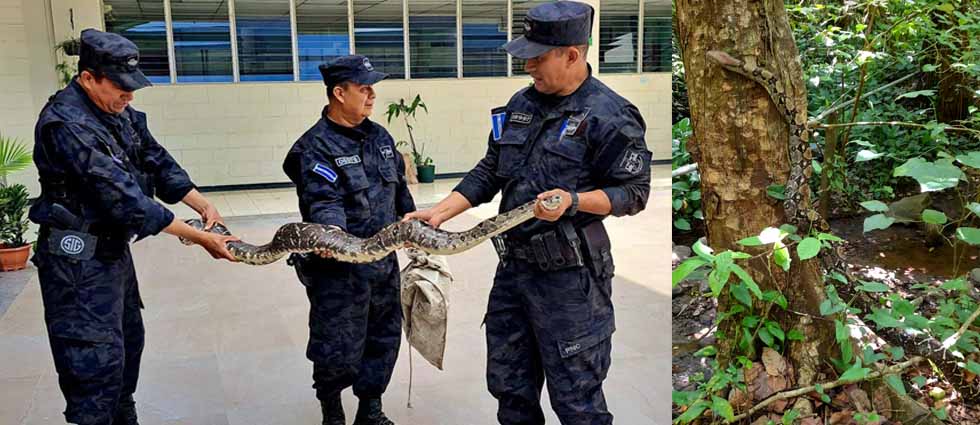 Liberan a boa constrictor hallada dentro de una vivienda