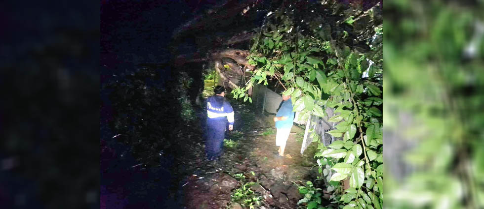 Árbol cae sobre vivienda debido a lluvias