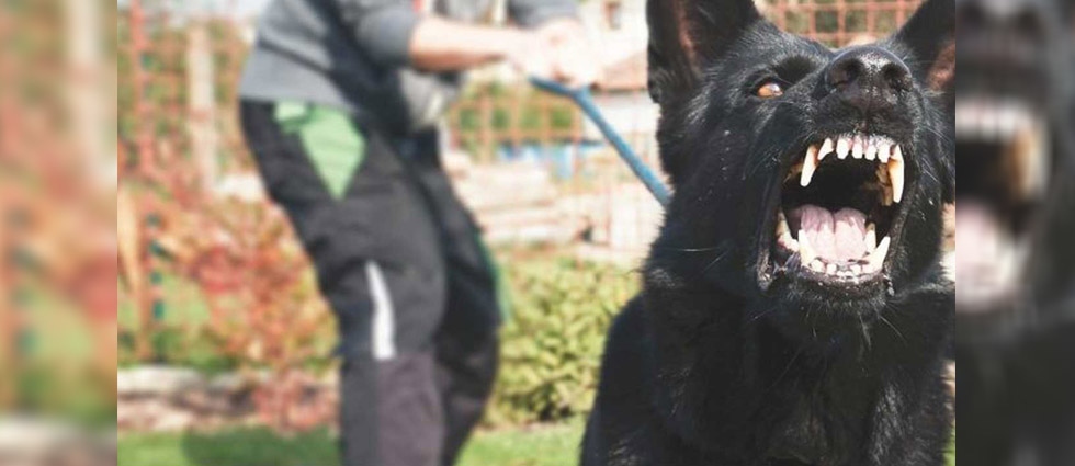 Vecinos concilian tras agresión de perro cuando una joven paseaba a su mascota
