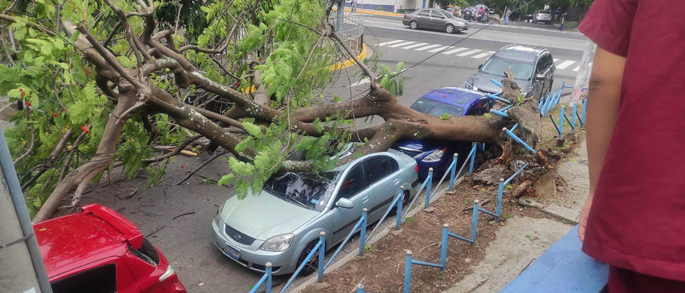 Frondoso árbol destruye carro tras caer encima frente a popular universidad