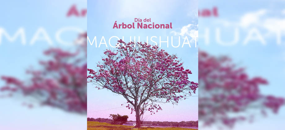 22 de junio día del Maquilishuat, árbol nacional de El Salvador
