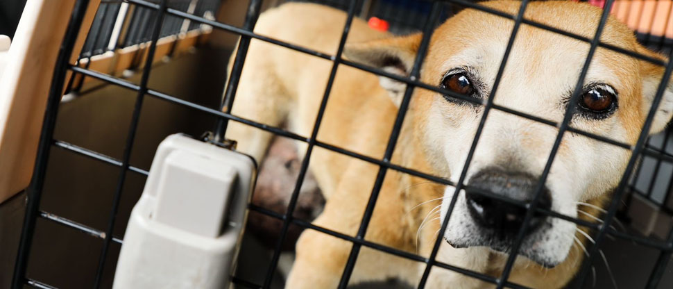 Trasladan al hospital Chivo Pets a perrita con un avanzado tumor mamario