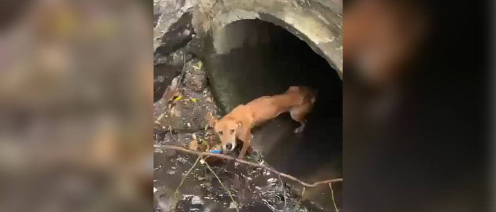 Rescatan a perrito atrapado en el fondo de un tragante y en riesgo de ser arrastrado 
