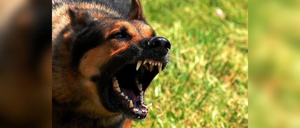 Mandan a juicio a dueño de perro que mordió a niño cuando iba a comprar las tortillas