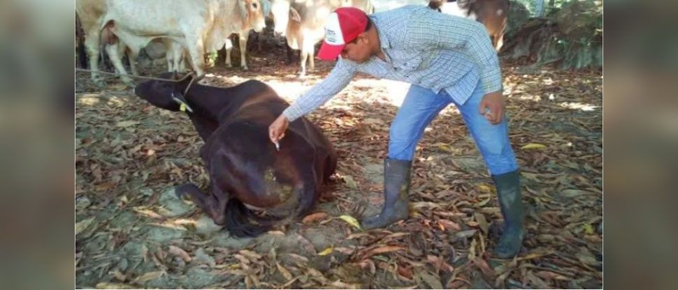 20 personas se contagiaron de rabia bovina en Honduras