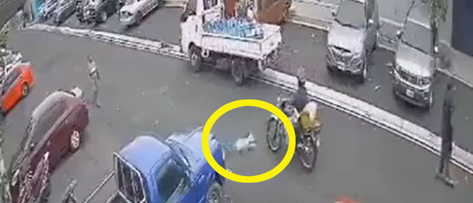 Denuncian a repartidor de gas que atropelló a perrito en Altavista y no se detuvo a auxiliarlo