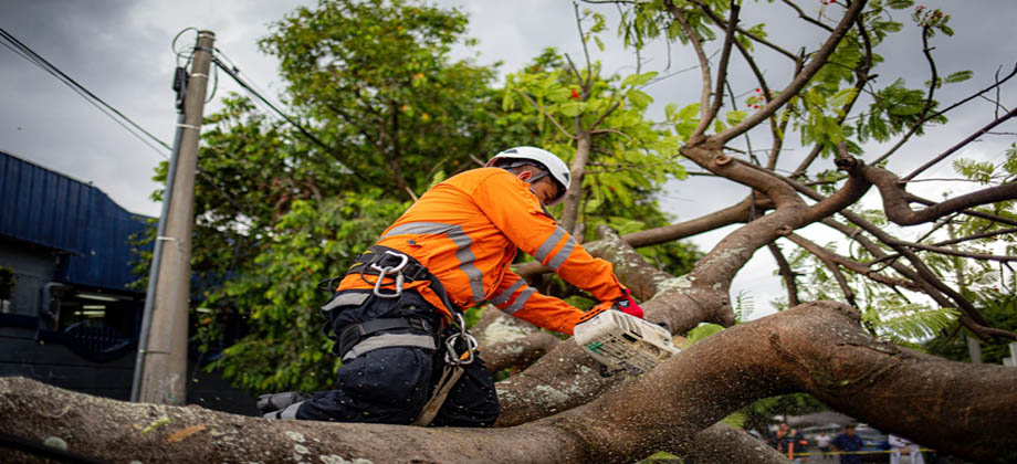 Retiran árbol que destruyó dos carros en las cercanías de Universidad privada