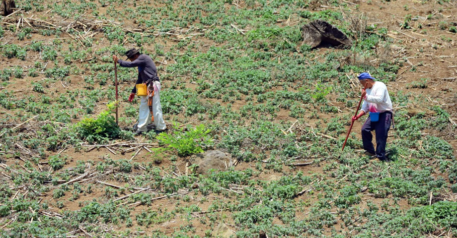 MAG desarrolla distintas estrategias para incrementar la producción de cosechas y alimentos