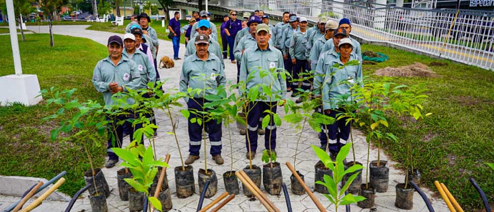 Alcaldía plantará 30,000 árboles con el plan «Reforestando Sivar»