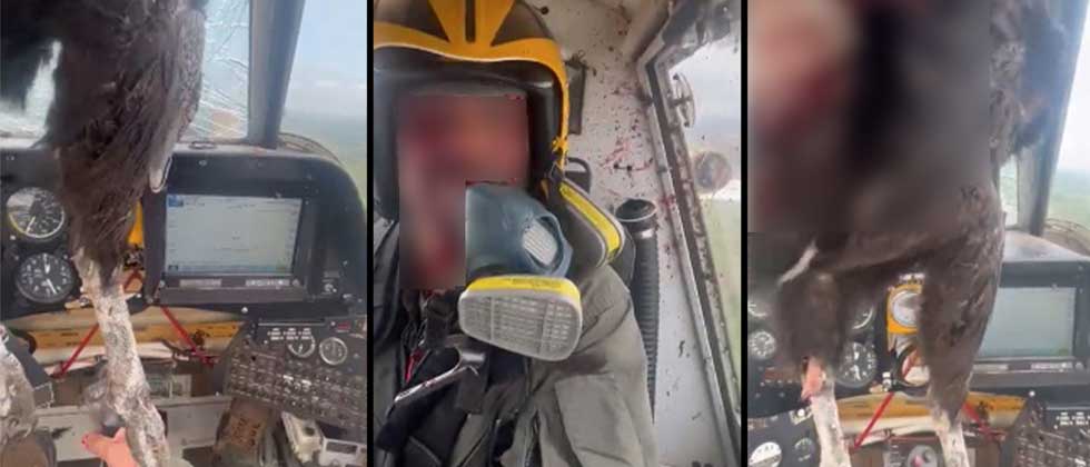 Captan el impresionante choque de una avioneta contra un ave gigante