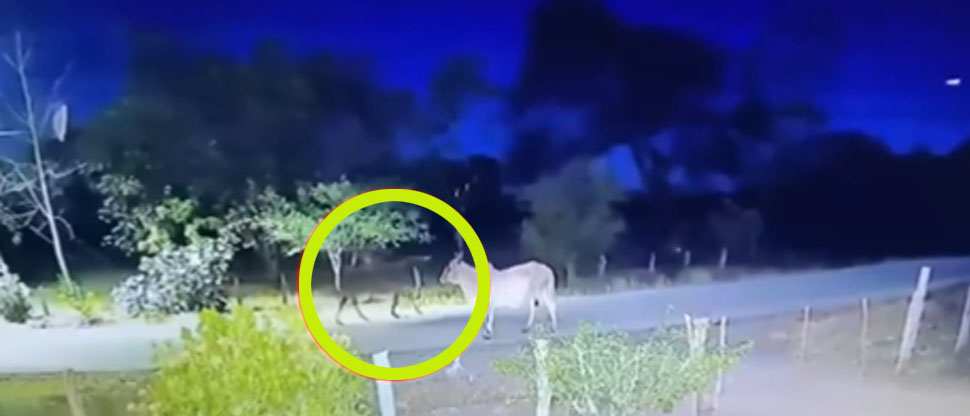 Cámara de seguridad capta el supuesto fantasma del “Caballero Negro”