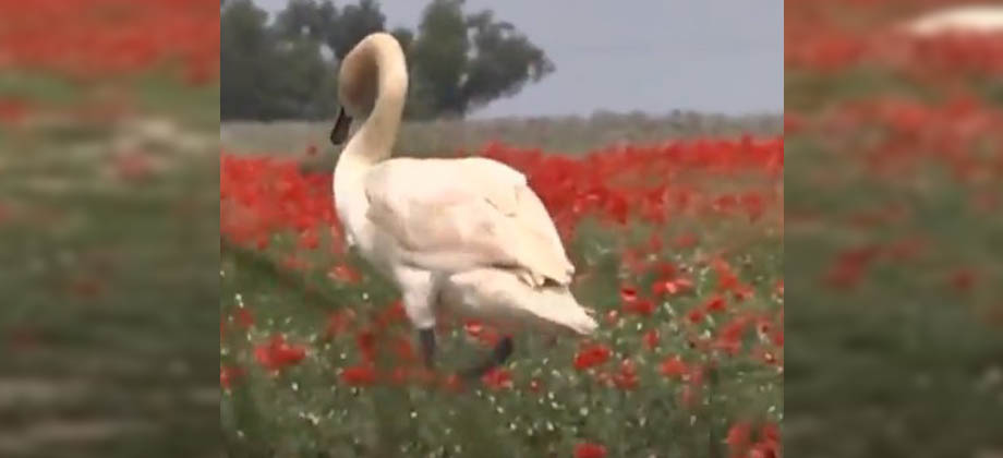 Cisnes se vuelven dependientes a droga que produce una planta en Eslovaquia