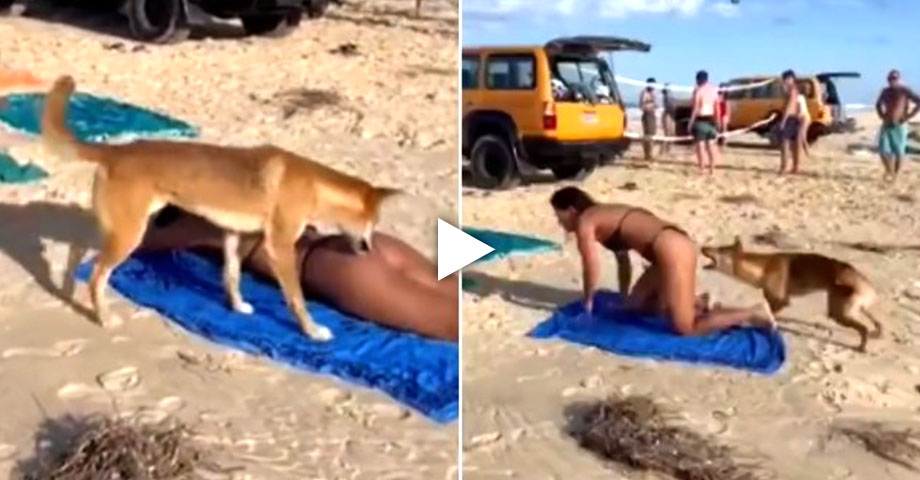 Mujer resulta herida en los glúteos tras ser mordida por un dingo en Australia
