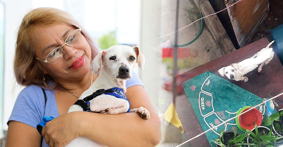 Estrellita, una perrita que era maltratada en Soyapango y ahora recibe una segunda oportunidad